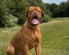 Dogue De Bordeaux