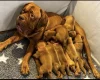 Dogue De Bordeaux