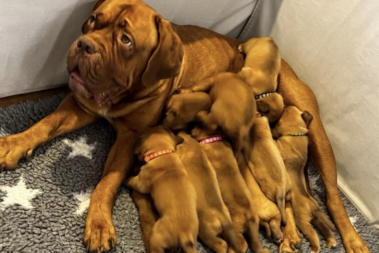 Dogue De Bordeaux