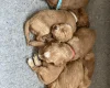Cockapoo