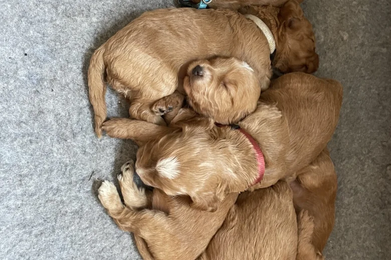 Cockapoo