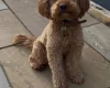 Cockapoo