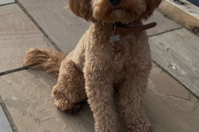 Cockapoo