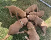 Cockapoo