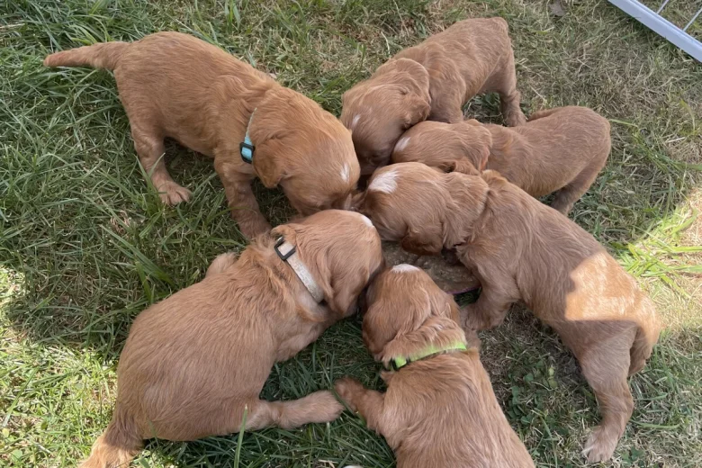 Cockapoo