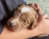 Cockapoo