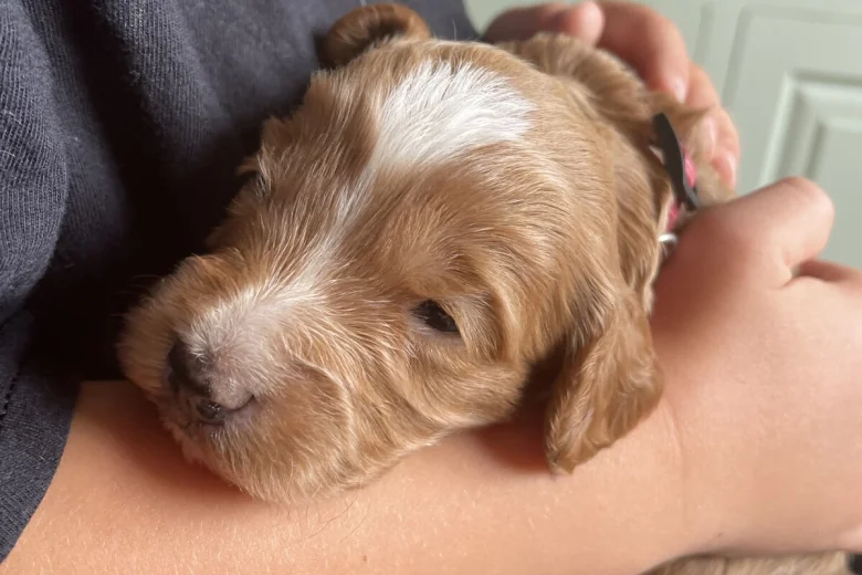 Cockapoo