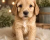 Cockapoo