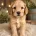 Cockapoo