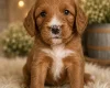 Cockapoo
