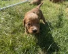 Cockapoo
