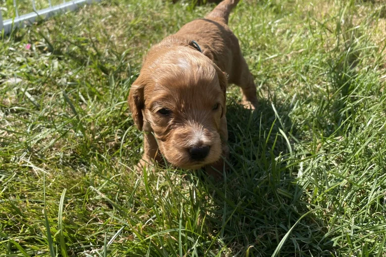 Cockapoo