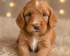Cockapoo
