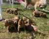 Cockapoo