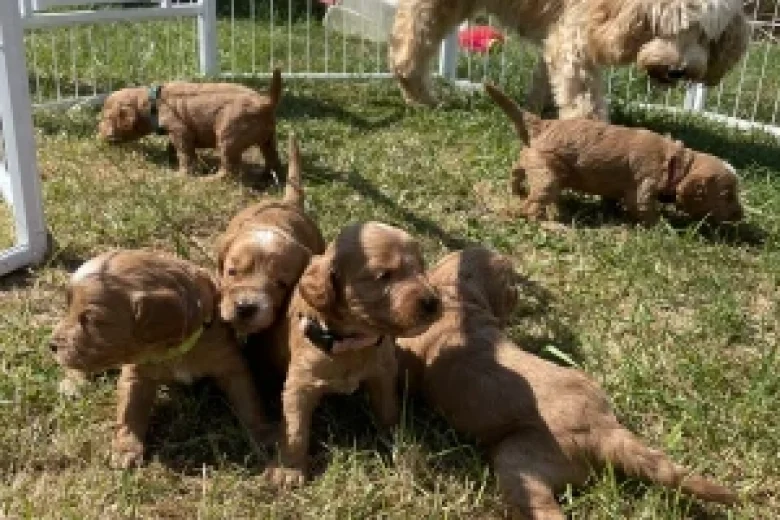 Cockapoo