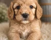 Cockapoo