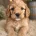 Cockapoo