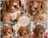 Cockapoo