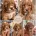 Cockapoo