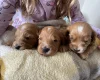 Cockapoo