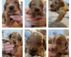 Cockapoo