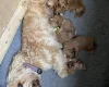 Cockapoo