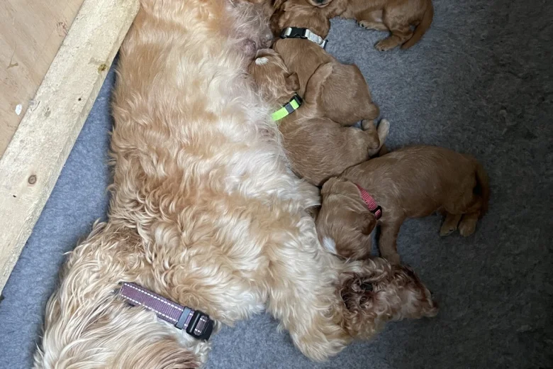Cockapoo