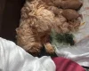Cockapoo