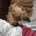 Cockapoo