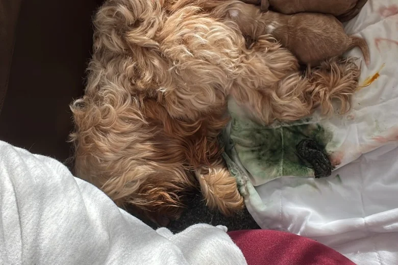 Cockapoo