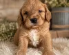 Cockapoo