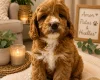 Cockapoo