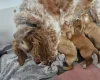 Cockapoo
