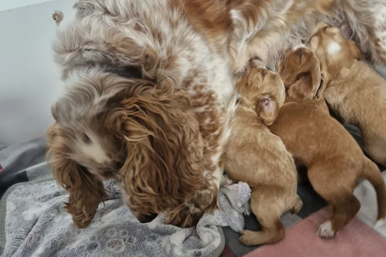 Cockapoo