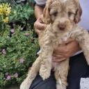 Cockapoo