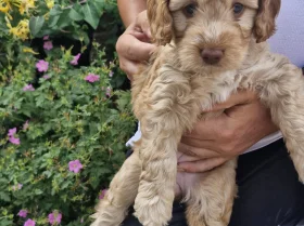 Cockapoo