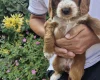 Cockapoo