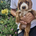 Cockapoo