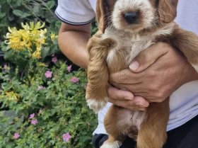Cockapoo