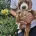 Cockapoo