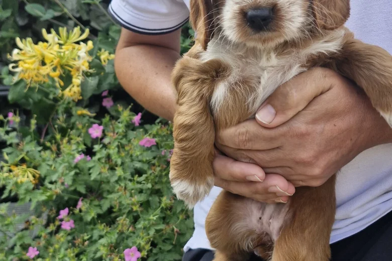 Cockapoo