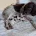 English Springer Spaniel
