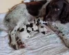 English Springer Spaniel