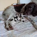 English Springer Spaniel