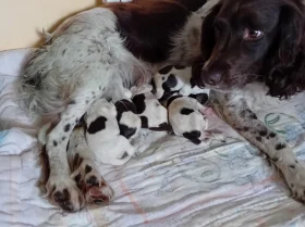 English Springer Spaniel