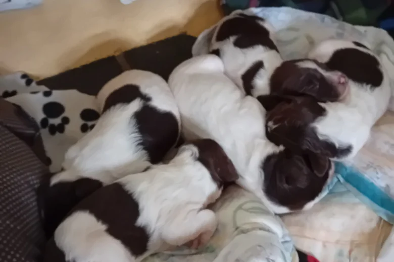 English Springer Spaniel