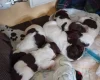 English Springer Spaniel