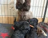 Cockapoo
