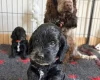 Cockapoo