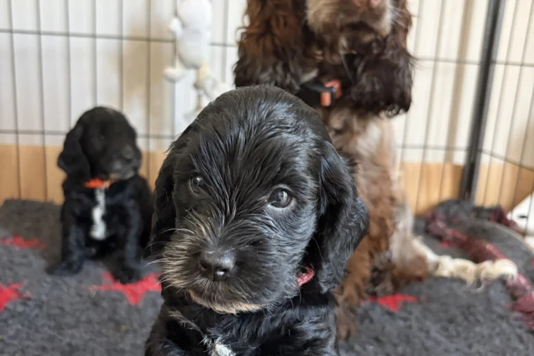 Cockapoo